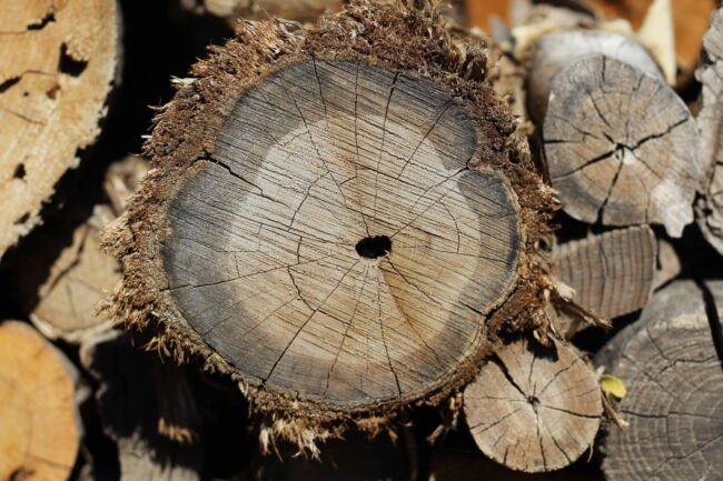 Cross cut of a tree in a timber pile affected by blue stain fungus in its sapwood