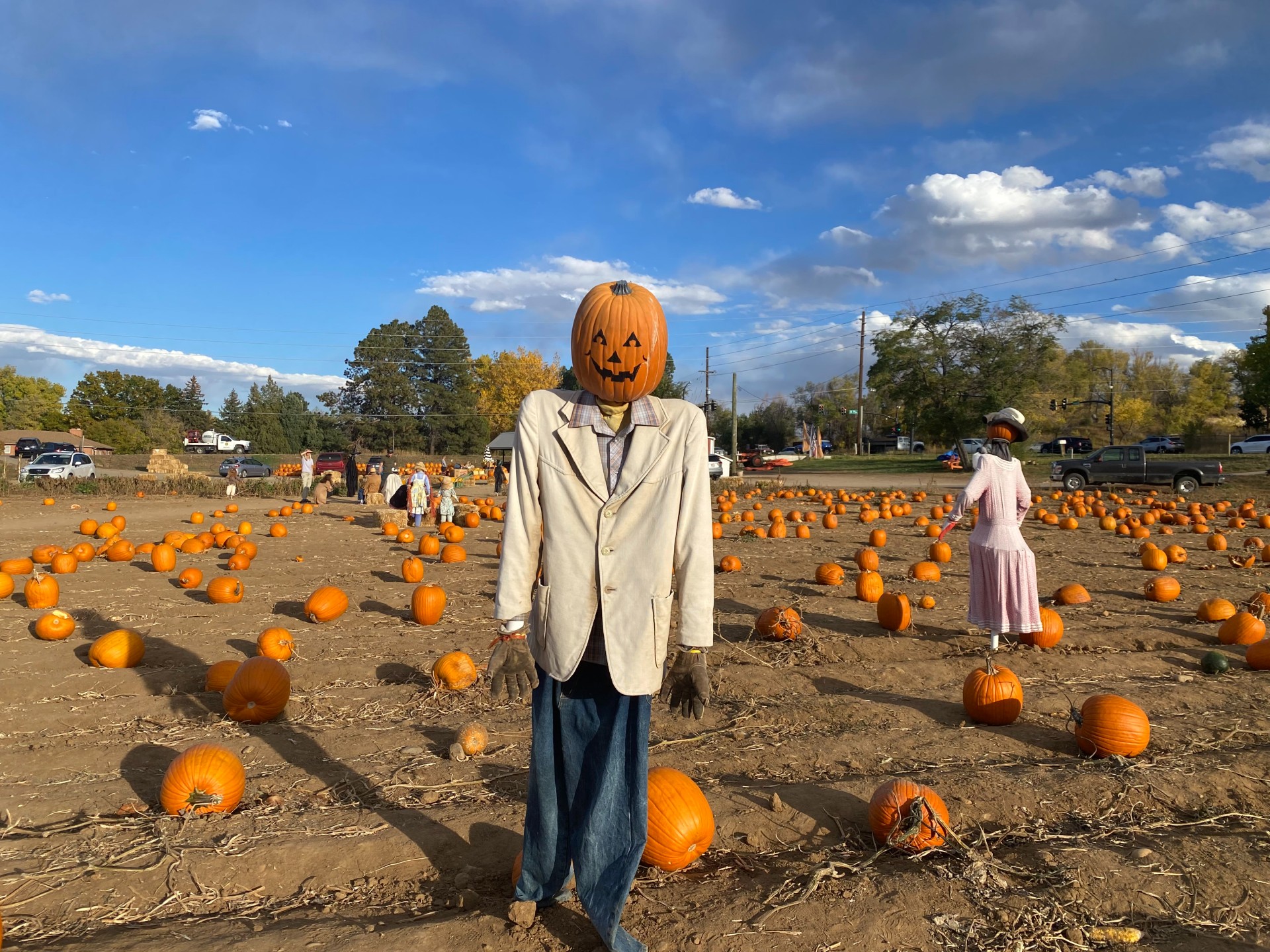 Pumpkin Patch; The Bold CU