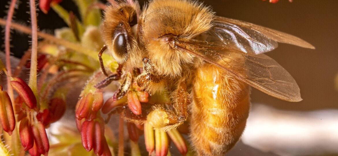 bee visits a flower to pollinate on May. 9, 2020. Pollinators, such as this bee, help many plants reproduce by visiting plants. (Photo courtesy of Justin Hein)