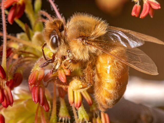 bee visits a flower to pollinate on May. 9, 2020. Pollinators, such as this bee, help many plants reproduce by visiting plants. (Photo courtesy of Justin Hein)