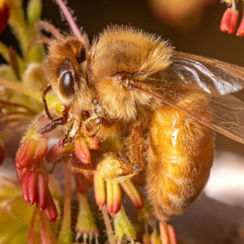 bee visits a flower to pollinate on May. 9, 2020. Pollinators, such as this bee, help many plants reproduce by visiting plants. (Photo courtesy of Justin Hein)