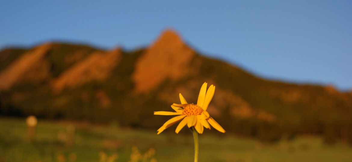 George, Sierra. _Early Bloom_, 2020