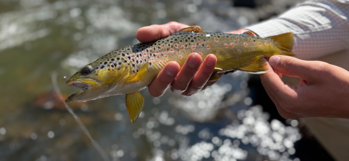 Colorado River trout