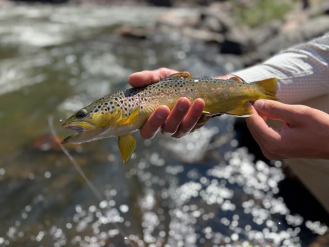 Colorado River trout