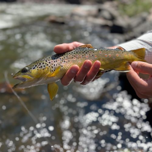 Colorado River trout