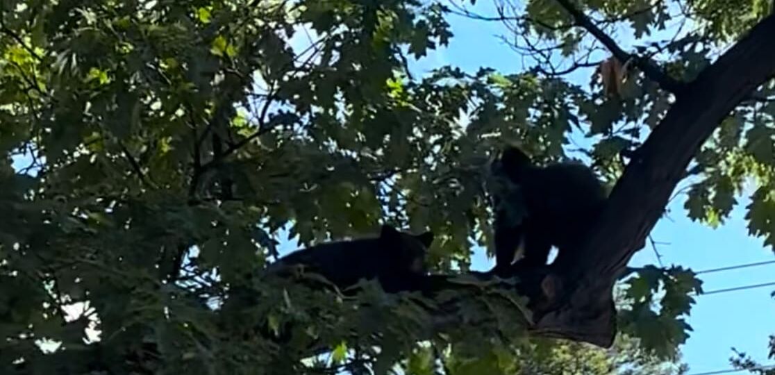 Bear photo, September 2026