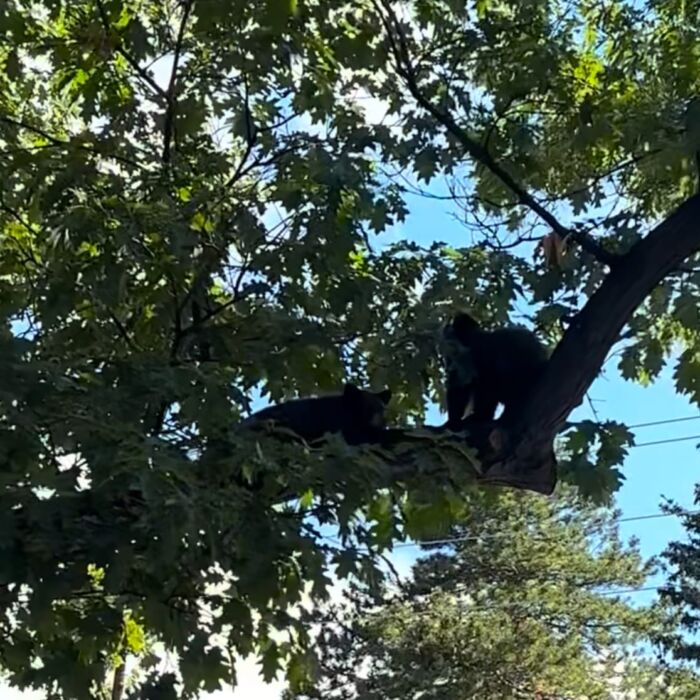 Bear photo, September 2026
